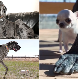 World’s tallest, shortest dogs meet in adorable encounter caught on camera