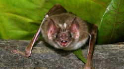 Family of 12 contracts fungal infection histoplasmosis after Costa Rica bat cave tour