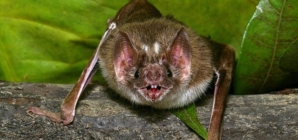 Family of 12 contracts fungal infection histoplasmosis after Costa Rica bat cave tour
