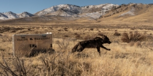 Three more wolf packs confirmed in California as ranchers call for relief