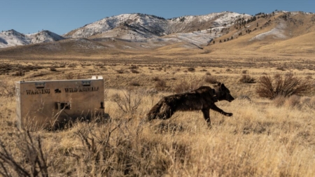 Three more wolf packs confirmed in California as ranchers call for relief