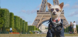 Pet stars of Instagram – CBS News