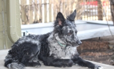 Rare Hungarian Dog Officially Becomes the UK’s Newest Breed