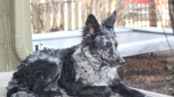 Rare Hungarian Dog Officially Becomes the UK’s Newest Breed