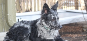 Rare Hungarian Dog Officially Becomes the UK’s Newest Breed