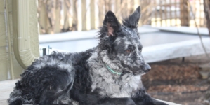 Rare Hungarian Dog Officially Becomes the UK’s Newest Breed