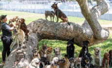 Commentary: Five months after wildfires, it’s still PTSD for animals: Pets trying to shake depression