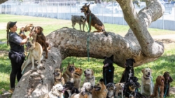 Commentary: Five months after wildfires, it’s still PTSD for animals: Pets trying to shake depression