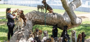 Commentary: Five months after wildfires, it’s still PTSD for animals: Pets trying to shake depression