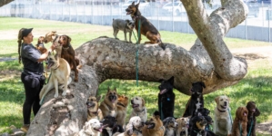 Commentary: Five months after wildfires, it’s still PTSD for animals: Pets trying to shake depression