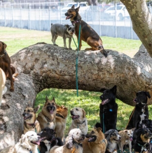 Commentary: Five months after wildfires, it’s still PTSD for animals: Pets trying to shake depression