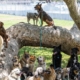 Commentary: Five months after wildfires, it’s still PTSD for animals: Pets trying to shake depression