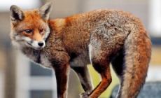 Foxes are unexpected visitors at Google’s new U.K. headquarters
