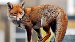 Foxes are unexpected visitors at Google’s new U.K. headquarters
