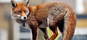Foxes are unexpected visitors at Google’s new U.K. headquarters