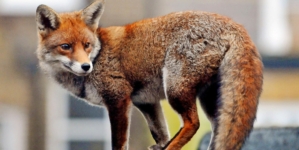Foxes are unexpected visitors at Google’s new U.K. headquarters