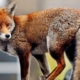 Foxes are unexpected visitors at Google’s new U.K. headquarters