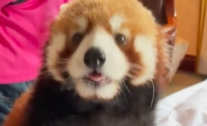 China cans hotel’s red panda ‘wake-up call’ service
