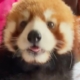 China cans hotel’s red panda ‘wake-up call’ service