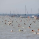 Record Number of Participants to Compete in This Year’s Balaton Swim
