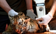 Tiger Cubs Await Visitors at Budapest Zoo
