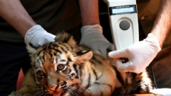 Tiger Cubs Await Visitors at Budapest Zoo