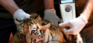 Tiger Cubs Await Visitors at Budapest Zoo