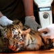 Tiger Cubs Await Visitors at Budapest Zoo
