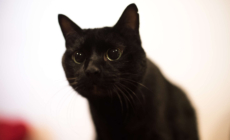 Abused Cat Was Silent for Months After Adoption—Then Everything Changed