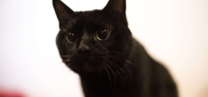 Abused Cat Was Silent for Months After Adoption—Then Everything Changed