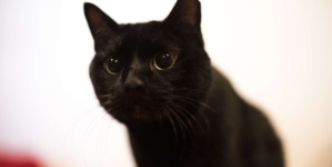 Abused Cat Was Silent for Months After Adoption—Then Everything Changed