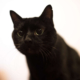 Abused Cat Was Silent for Months After Adoption—Then Everything Changed