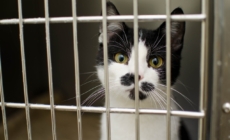New Law to Impose Harsher Penalties for Animal Abuse