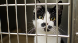 New Law to Impose Harsher Penalties for Animal Abuse