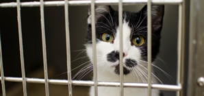 New Law to Impose Harsher Penalties for Animal Abuse