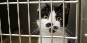 New Law to Impose Harsher Penalties for Animal Abuse