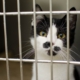 New Law to Impose Harsher Penalties for Animal Abuse