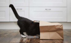 Black Cat’s Unexpected Hiding Place Leaves Internet in Stitches