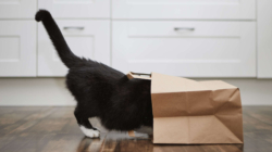 Black Cat’s Unexpected Hiding Place Leaves Internet in Stitches