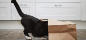 Black Cat’s Unexpected Hiding Place Leaves Internet in Stitches