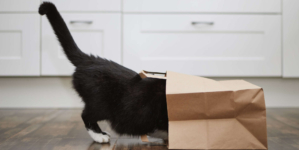 Black Cat’s Unexpected Hiding Place Leaves Internet in Stitches