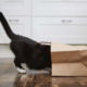 Black Cat’s Unexpected Hiding Place Leaves Internet in Stitches