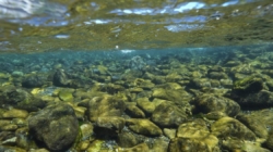 Forest lands along Klamath River returned to California’s Yurok Tribe