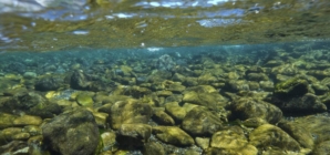 Forest lands along Klamath River returned to California’s Yurok Tribe
