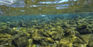Forest lands along Klamath River returned to California’s Yurok Tribe