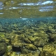 Forest lands along Klamath River returned to California’s Yurok Tribe