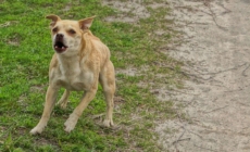 Reason Small ‘Evil’ Dog Chases Van Delights Internet