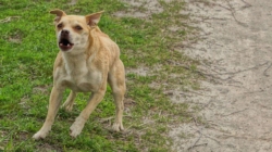 Reason Small ‘Evil’ Dog Chases Van Delights Internet
