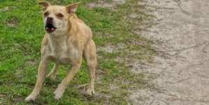 Reason Small ‘Evil’ Dog Chases Van Delights Internet