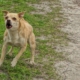 Reason Small ‘Evil’ Dog Chases Van Delights Internet